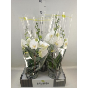 Phalaenopsis   ...white