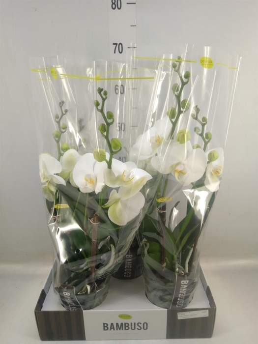 <h4>Phalaenopsis   ...white</h4>
