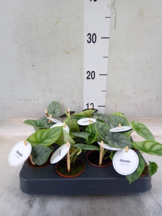 <h4>Alocasia   ...</h4>