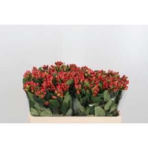 Hypericum Androsaemum