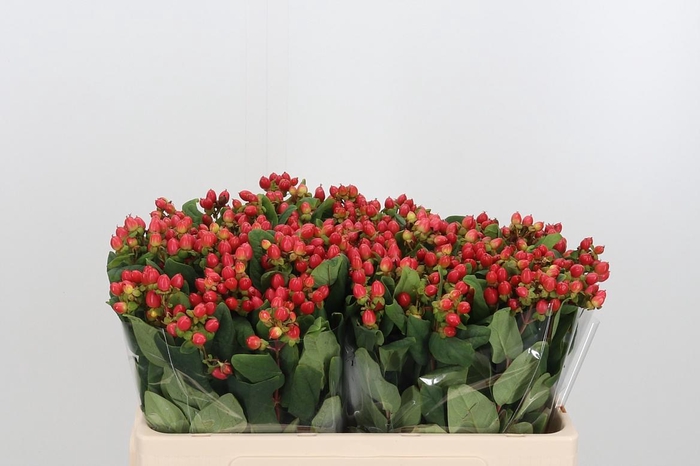 <h4>Hypericum Androsaemum</h4>