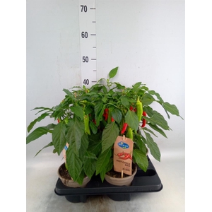 Capsicum annuum   ...peper