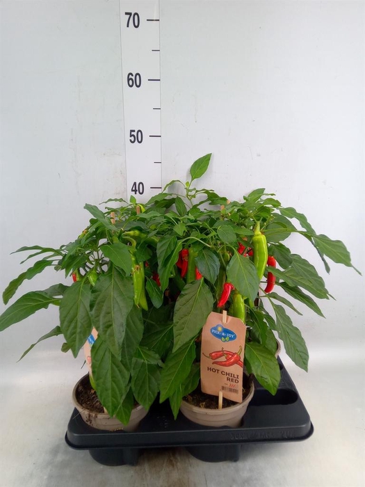 <h4>Capsicum annuum   ...peper</h4>