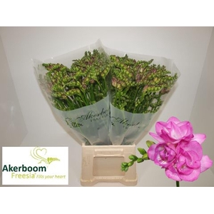 Freesia du Romantic Pink