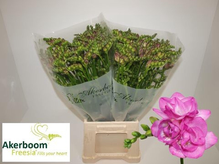 <h4>Freesia du Romantic Pink</h4>
