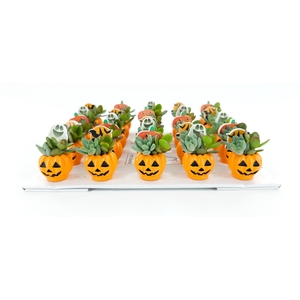 ARR SUCCULENTEN