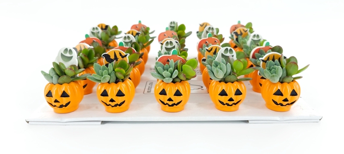 <h4>ARR SUCCULENTEN</h4>