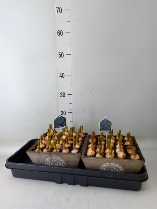 <h4>Arr. Muscari L%</h4>