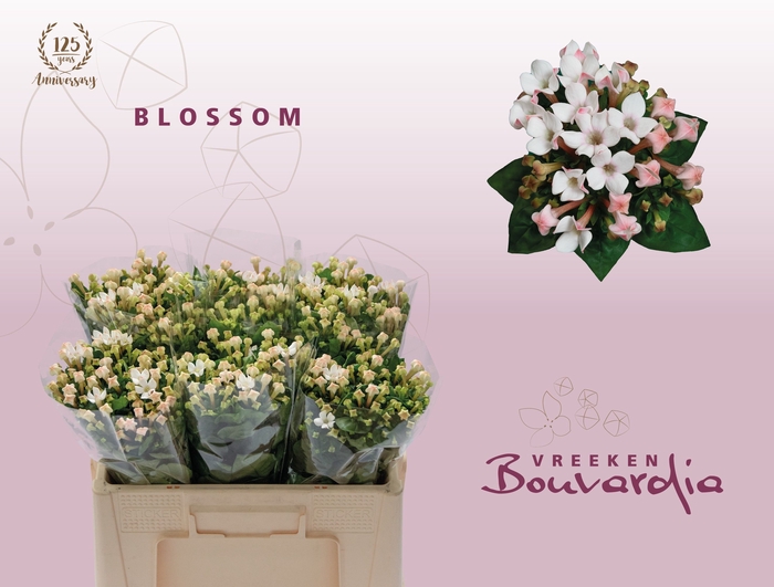 <h4>BOU EN BLOSSOM</h4>