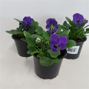 Viola cornuta blue