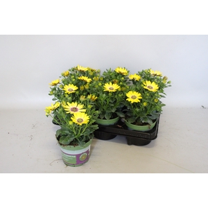 Osteospermum Senorita Kiki (Yellow)