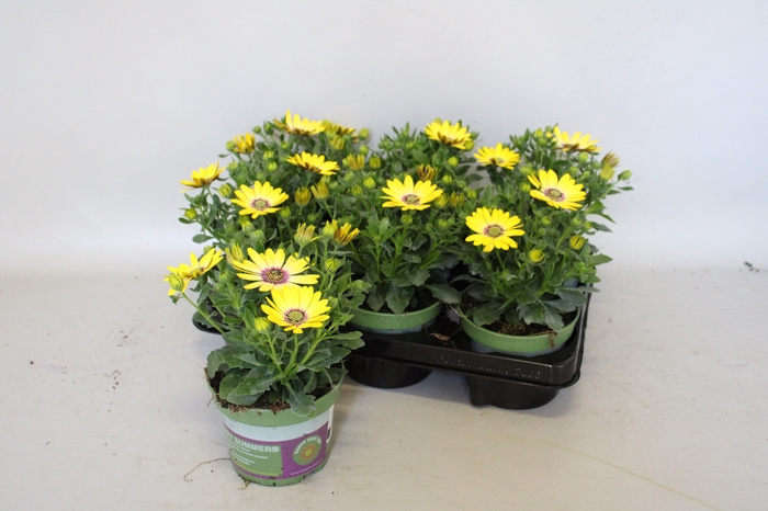 <h4>Osteospermum Senorita Kiki (Yellow)</h4>
