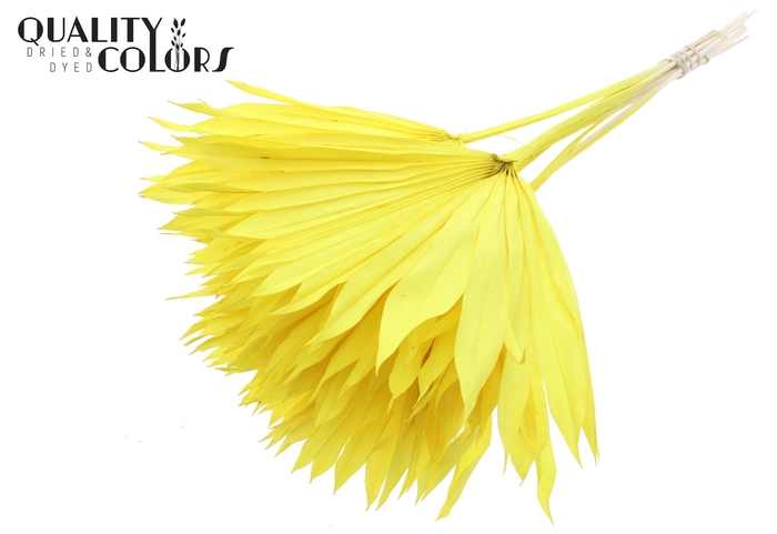 Sun Spear per stem Bleached Yellow