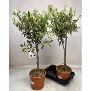OLEA EUROPAEA