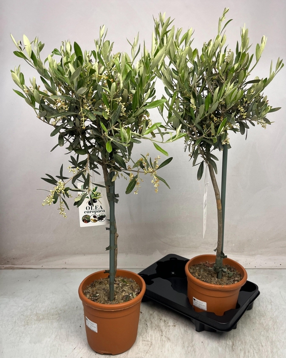 <h4>OLEA EUROPAEA</h4>