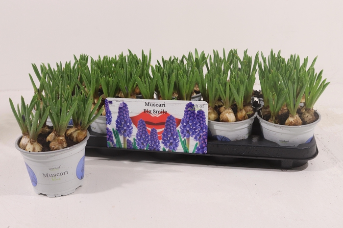 <h4>MUSCAR BIG SMILE</h4>