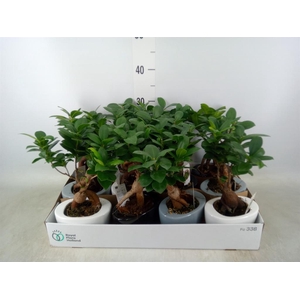Ficus microcarpa 'Ginseng'