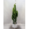 Euphorbia candelabrum