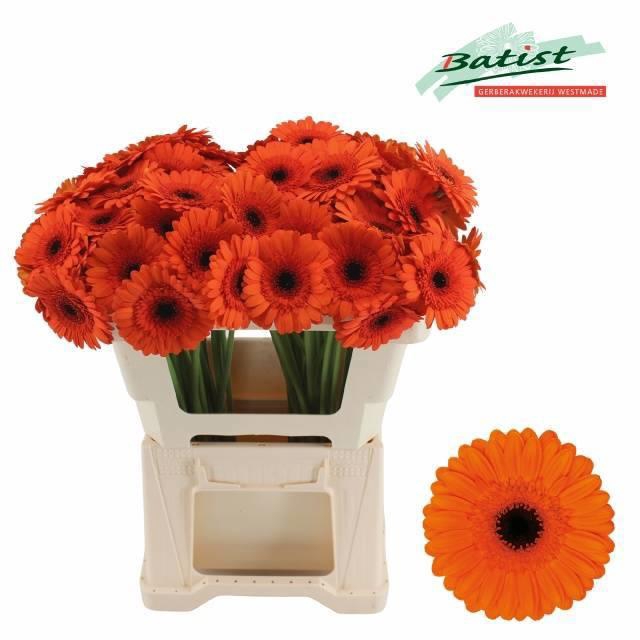 <h4>Ge Mi Caramba</h4>