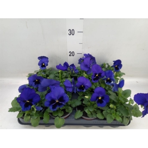 Viola wr. 'Delta Blue wBlotch'