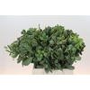 Pittosporum Ilan