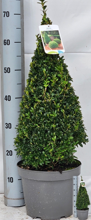 <h4>BUXU SE PYRAMIDALIS</h4>