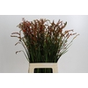 Crocosmia Red King