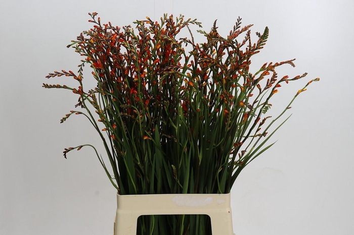 <h4>Crocosmia Red King</h4>