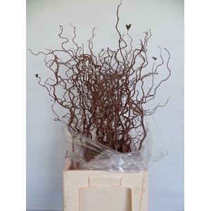 Corylus Contorta 2 Years Epping