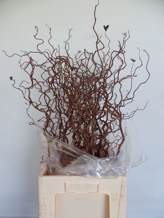 <h4>Corylus Contorta 2 Years Epping</h4>