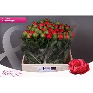 Paeonia Coral Magic | Heavy Quality