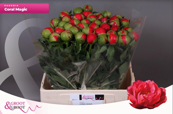 Paeonia Coral Magic | Heavy Quality