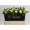Paeonia Colonel Owen Cousins