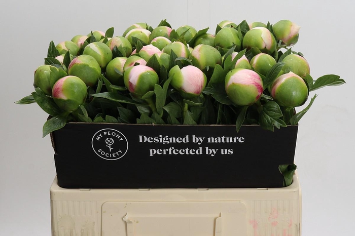 Paeonia Colonel Owen Cousins