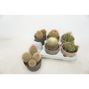 CACTUS GEM