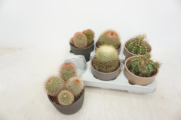 <h4>CACTUS GEM</h4>
