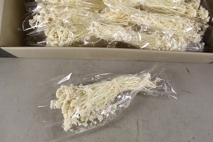 <h4>DF Lonas Bs Bleached 70g poly</h4>