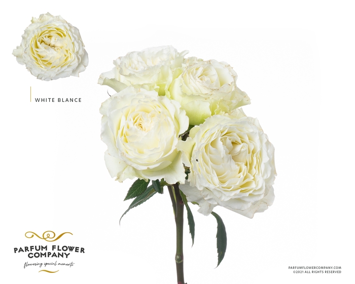 <h4>Rosa Spray Garden White Blanche</h4>