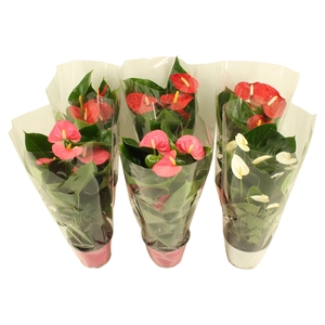 Anthurium Flamingo mix 14cm rood-roze-wit
