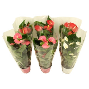 Anthurium Flamingo mix 14cm rood-roze-wit