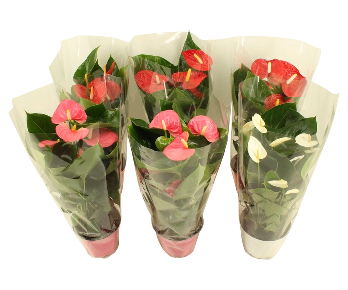 <h4>Anthurium Flamingo mix 14cm rood-roze-wit</h4>