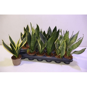 Sansev Trifascia Mixtray