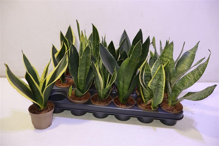 <h4>Sansev Trifascia Mixtray</h4>