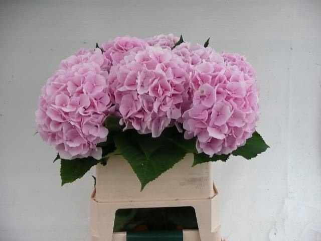 <h4>HYDR M CH VERENA</h4>