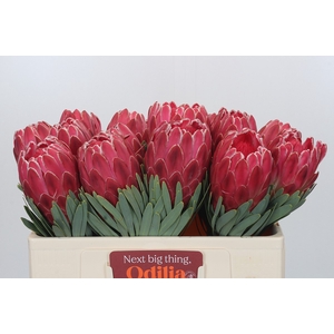 Protea Venus