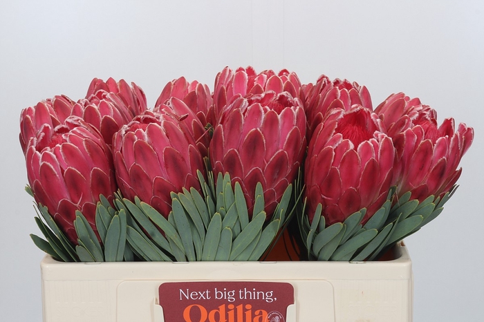 <h4>Protea Venus</h4>