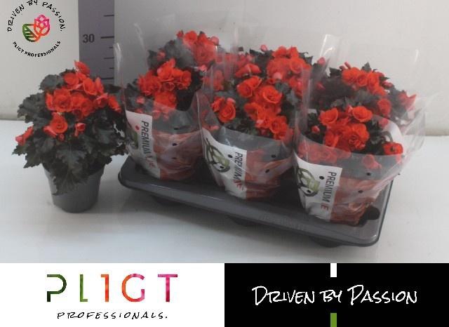 <h4>BEG DU MOCCA ORANGE</h4>