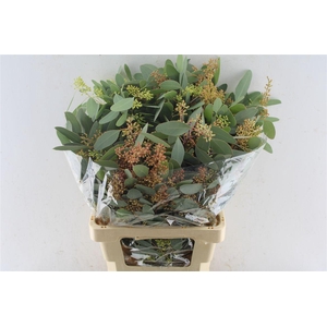 Euca Populus Berry 300 Gram