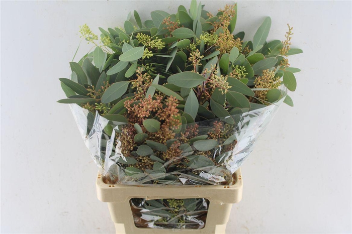<h4>Euca Populus Berry 300 Gram</h4>