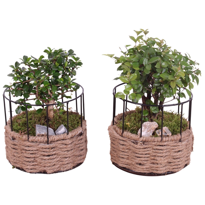 <h4>Bonsai Indoor Ø12cm Ball Shape in Frame Rope Pot Round Ø17cm</h4>